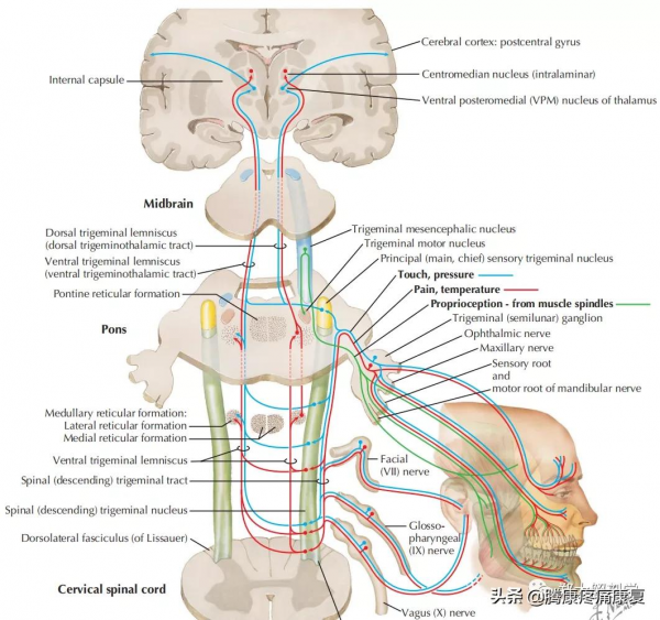 神經受壓產生的不只有疼痛,還有情緒和精神的改變 神經受壓產生的不只有疼痛,還有情緒和精神的改變