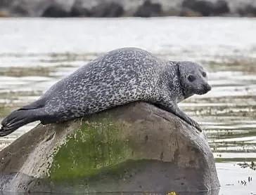 在冰島觀賞可愛的海豹家園