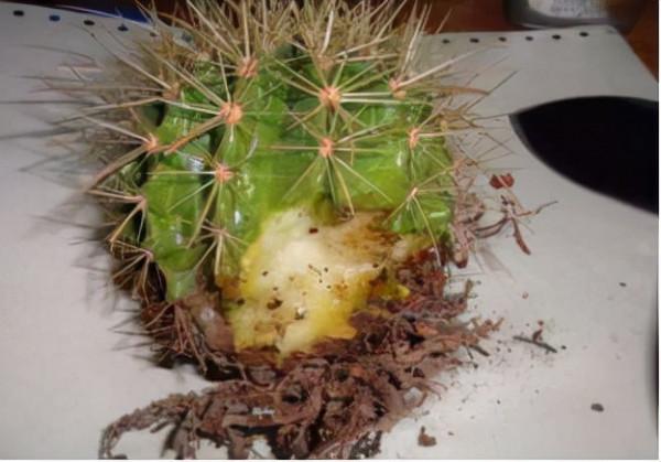 你過來，我告訴你秋冬季植物怎樣養護？