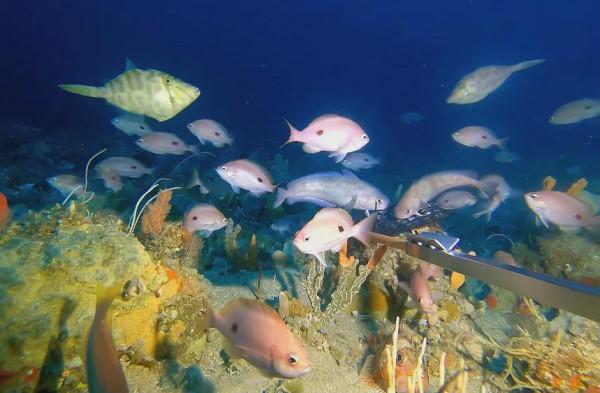 時隔22年，澳洲再次發現罕見的“粉紅手魚”，有“手”還會走