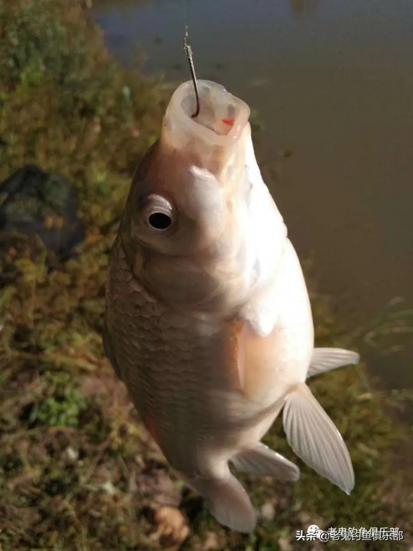 殺坑三角炮釣鯽魚，連竿狂拉