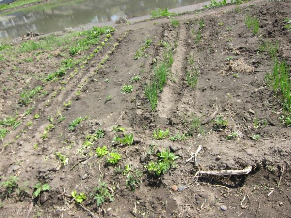 農村自留地是一種怎樣的存在？一文讓你看懂自留地的前世今生