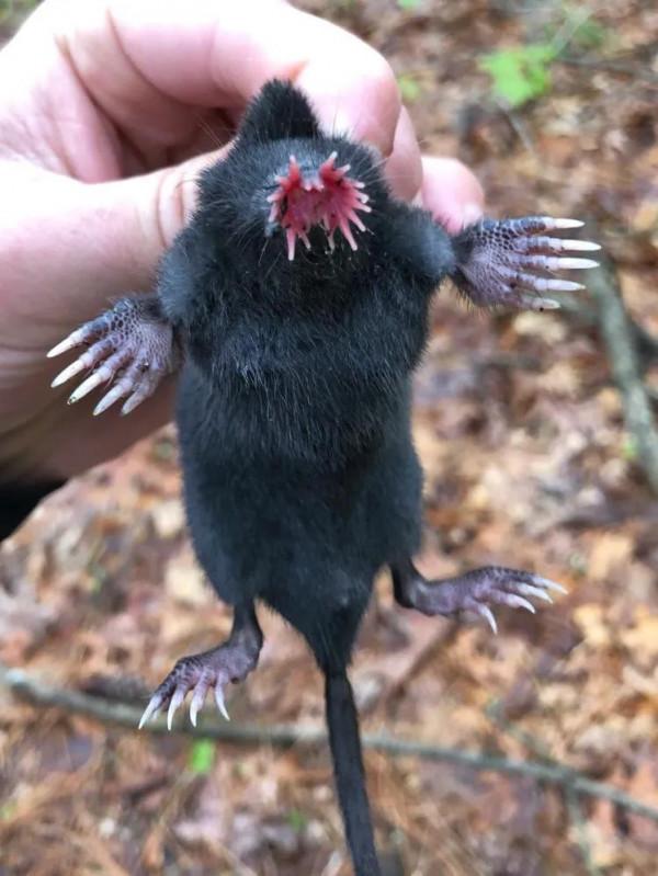 1&sol;4秒能吃掉大蚯蚓的怪鼻子