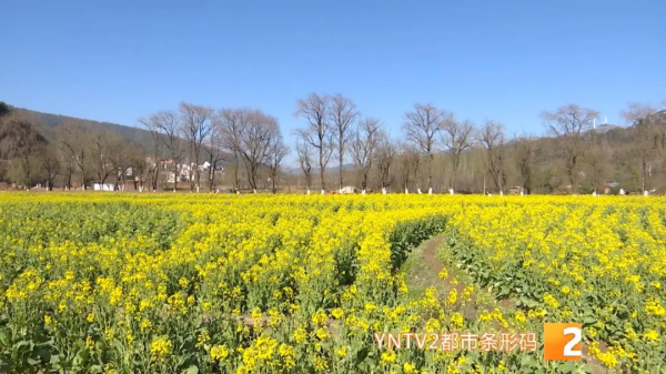 美！金燦燦一大片！油菜花海已上線