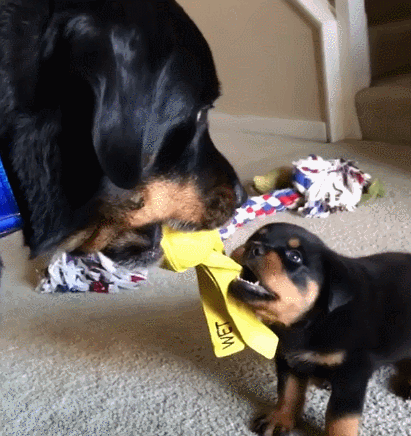 這幾類狗壽命“不長”，無法陪伴主人很久，你還養嗎？