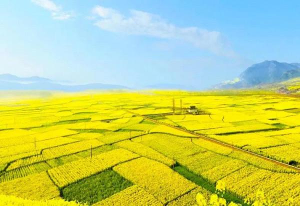 分享：油菜花海，芳香四溢，景色宜人，令人陶醉