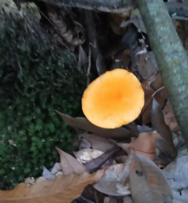 山野鄉間遊蕩（之五）仙水巖記（1）走錯路了