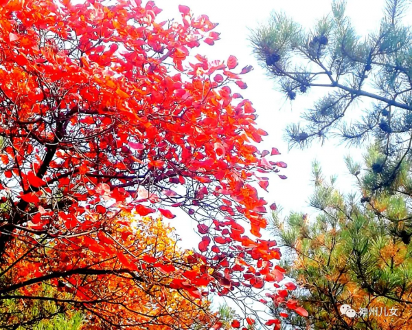 太行紅葉別樣紅