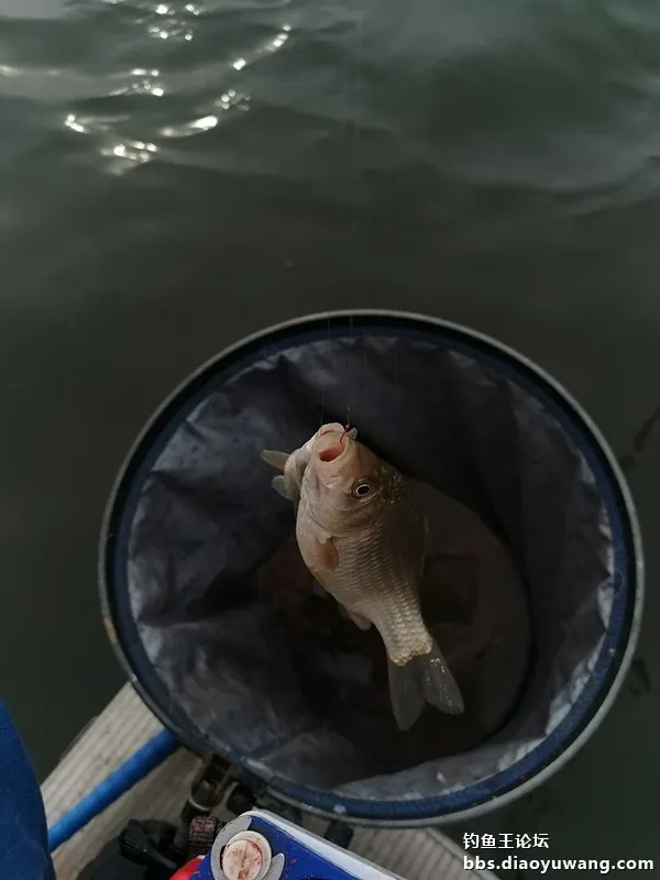 冬釣好收穫，全靠釣魚王