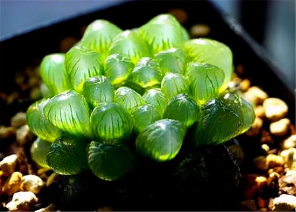 十二月養多肉,除入室保溫,這“三動作”也別漏,否則還得收空盆 十二月養多肉,除入室保溫,這“三動作”也別漏,否則還得收空盆