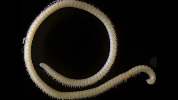 腳腳最多的動物 腳腳最多的動物