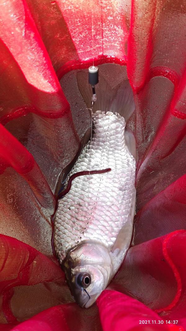 釣友手機打的窩，讓我過了一把癮