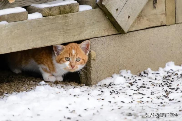 當社交NB症小貓咪進家後…主人：我造了什麼孽啊