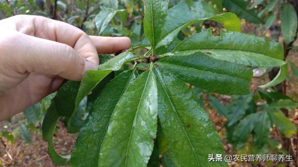 你知道桃樹葉還能煮水嗎，我也是剛知道，價值可不少