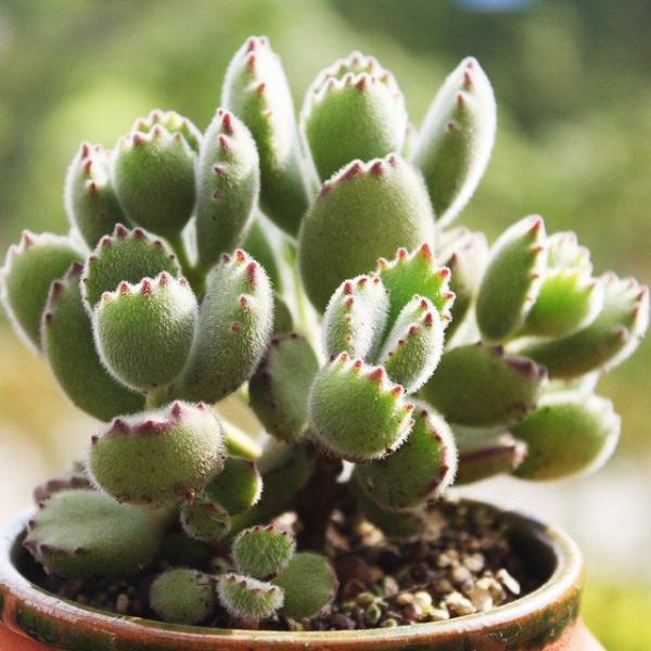 夏季像綠菜，冬季卻很美的4種多肉，出狀態後，個個美得像仙子