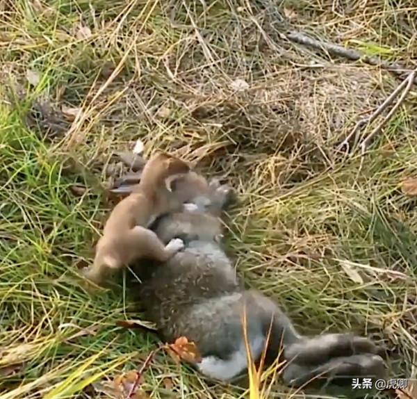 最小食肉動物伶鼬重3兩，年滅鼠3500只，何不用來防治澳洲鼠災？