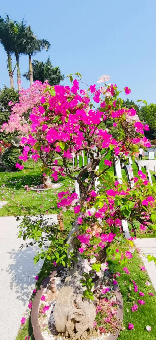 觀賞精品杜鵑 觀賞精品杜鵑