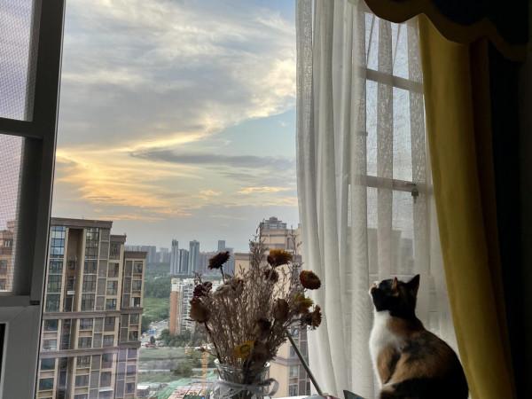 貓咪和女人註定是冤家