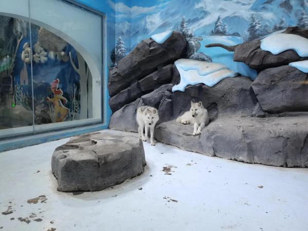 企鵝、狼、雪貂、雪狐、白孔雀等