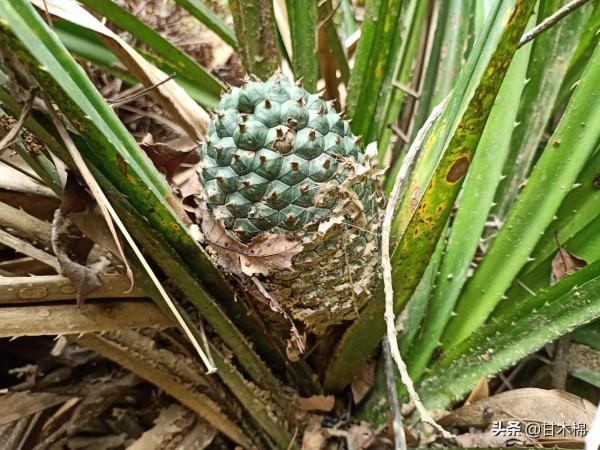 帶你一起回味62種南方野果子,它們是物質匱乏年代小朋友的零食 帶你一起回味62種南方野果子,它們是物質匱乏年代小朋友的零食