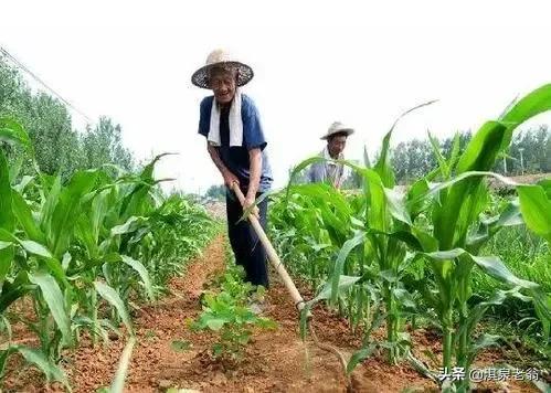 這些玉米品種適合在黃淮區域夏種，可能其中一個是你中意的
