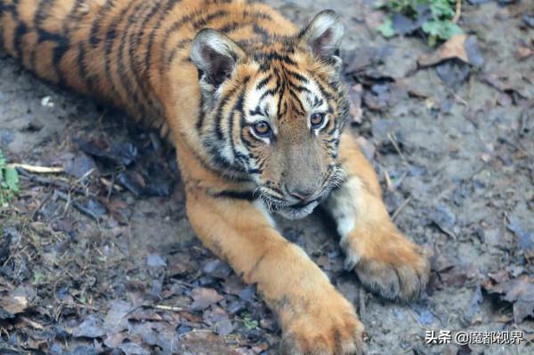 虎頭虎腦 虎虎生威 這波老虎表情包值得擁有
