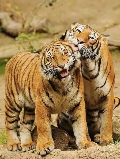 圖片分享：千姿百態的虎照來了，實屬精彩，值得收藏