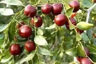 40種野果,滿滿都是兒時的味道 40種野果,滿滿都是兒時的味道