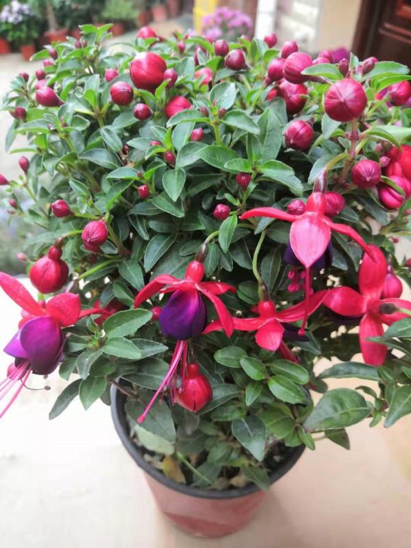 4種漂亮花，現在入手很“便宜”，天涼長得歡，開花長達200天