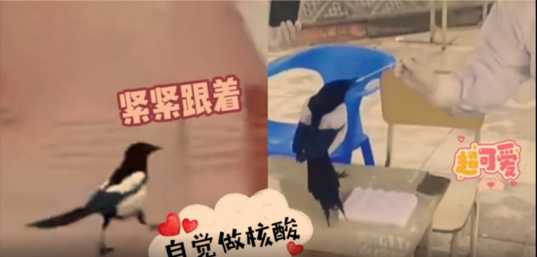 喜鵲能有多聰明？排隊做核酸，主動張嘴咬棉籤，網友：報喜
