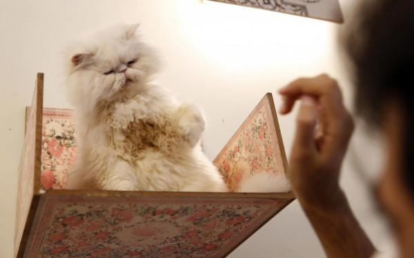 德黑蘭的貓咪咖啡館