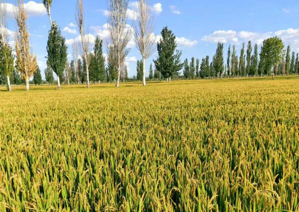 我國水稻育種實現突破：60天可收穫，畝產1300斤，有望一年種6茬