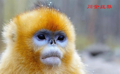 迎接COP15,保護生物多樣性丨長江裡有什麼之“猴中美人”金絲猴 迎接COP15,保護生物多樣性丨長江裡有什麼之“猴中美人”金絲猴