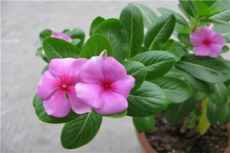 如何養護四季梅才能爆盆？這些要點，你知道嗎？