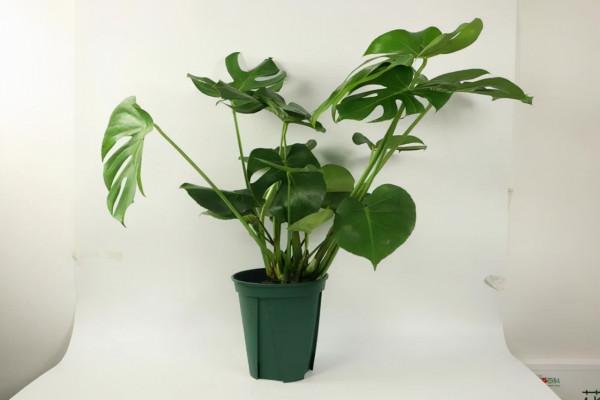 栽培植物也要看它的氣質,看看哪種花卉更適合你的家,一起來看 栽培植物也要看它的氣質,看看哪種花卉更適合你的家,一起來看