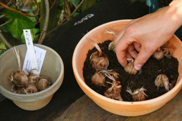 雨雪天凍不死的8種花,越冷越開花,冬天養一盆,喜慶又漂亮 雨雪天凍不死的8種花,越冷越開花,冬天養一盆,喜慶又漂亮