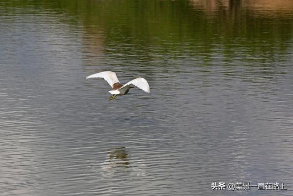 斯里蘭卡之旅&mdash;&mdash;阿瑪雅湖晨獵