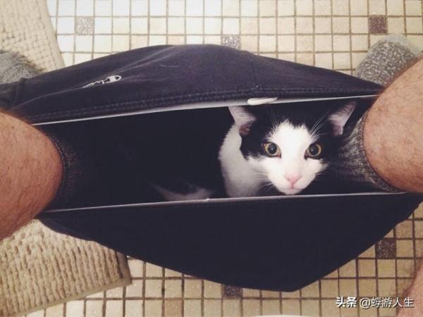 正在努力瞭解您的貓的行為嗎？這是你需要知道的