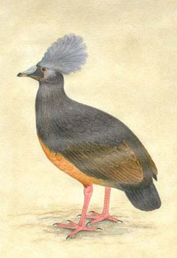 擁有漂亮羽冠的所羅門冕鴿，和發出笑聲的笑貓頭鷹，怎麼滅絕的？