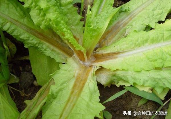 導致蔬菜腐爛的這個病，菜農也要提前防治
