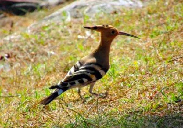 分享--遇見戴勝鳥