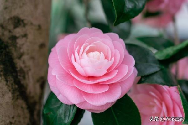 做到這5點，北方也能養好山茶花