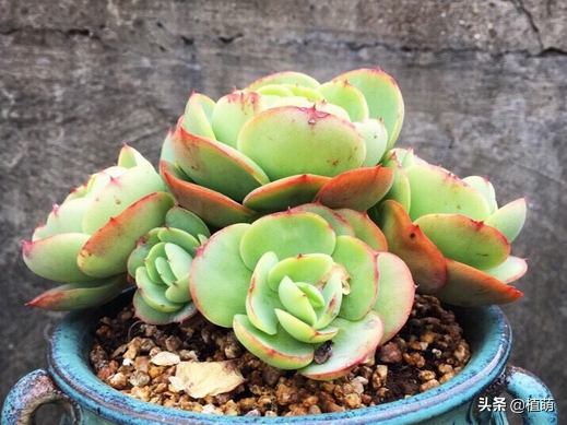 養碧桃,就要持續露養,才能收穫碧桃帶來的驚喜 養碧桃,就要持續露養,才能收穫碧桃帶來的驚喜