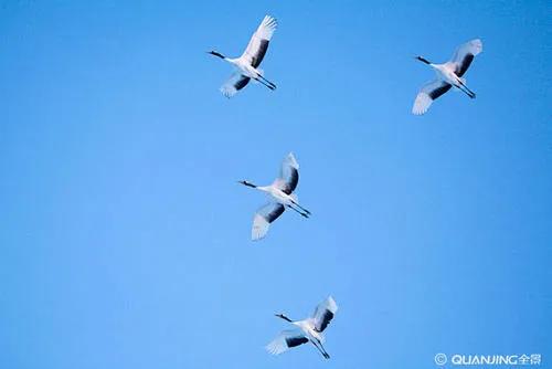 歷經秋寒鬥雪霜