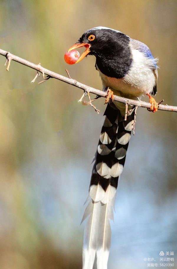 不為雞犬是戰狼，但看紅嘴藍鴉鵲