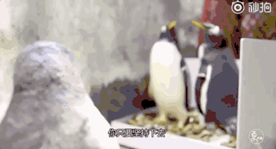 原來企鵝也會因為醜而單身，單身五年的企鵝終於脫單了