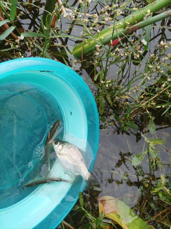庫釣時被李大爺“欺騙”,釣了兩條鯽魚撿了兩枚鴨蛋,白條倒是連竿了 庫釣時被李大爺“欺騙”,釣了兩條鯽魚撿了兩枚鴨蛋,白條倒是連竿了