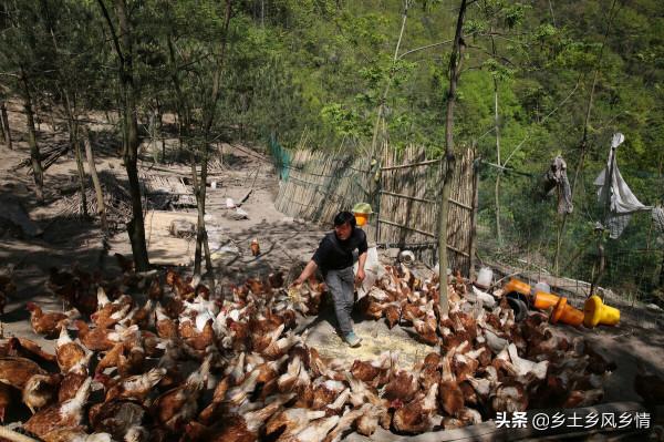 深山養雞,看起來很不錯,但真想把雞養好,一定要先做好這幾點 深山養雞,看起來很不錯,但真想把雞養好,一定要先做好這幾點
