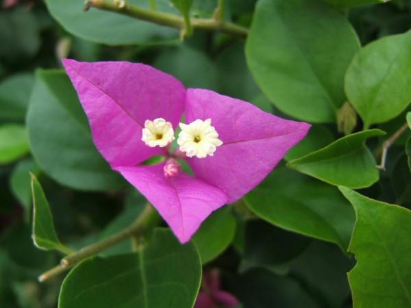 7種“美麗花”，但卻個個“不吉利”，養了很糟心，看看你養了沒