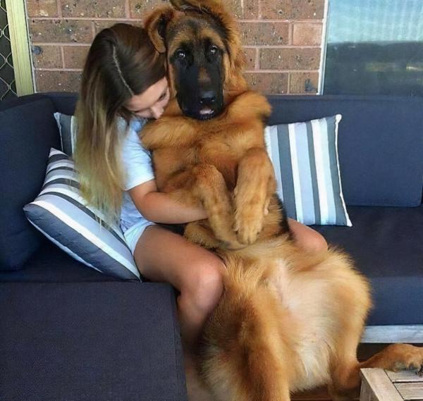 這些狗,一隻比一隻經典,都是很受歡迎的犬種 這些狗,一隻比一隻經典,都是很受歡迎的犬種